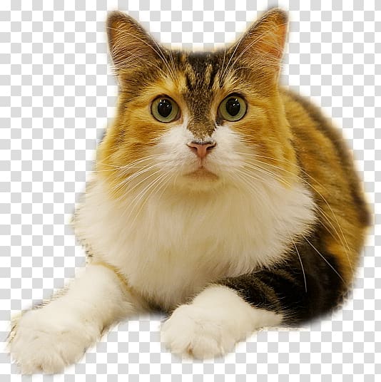 European shorthair Munchkin cat Manx cat American Curl Ragamuffin cat, kitten transparent background PNG clipart