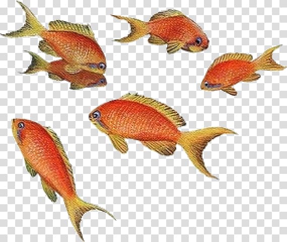 Goldfish Angelfish Aquarium Tropical fish, fish transparent background PNG clipart