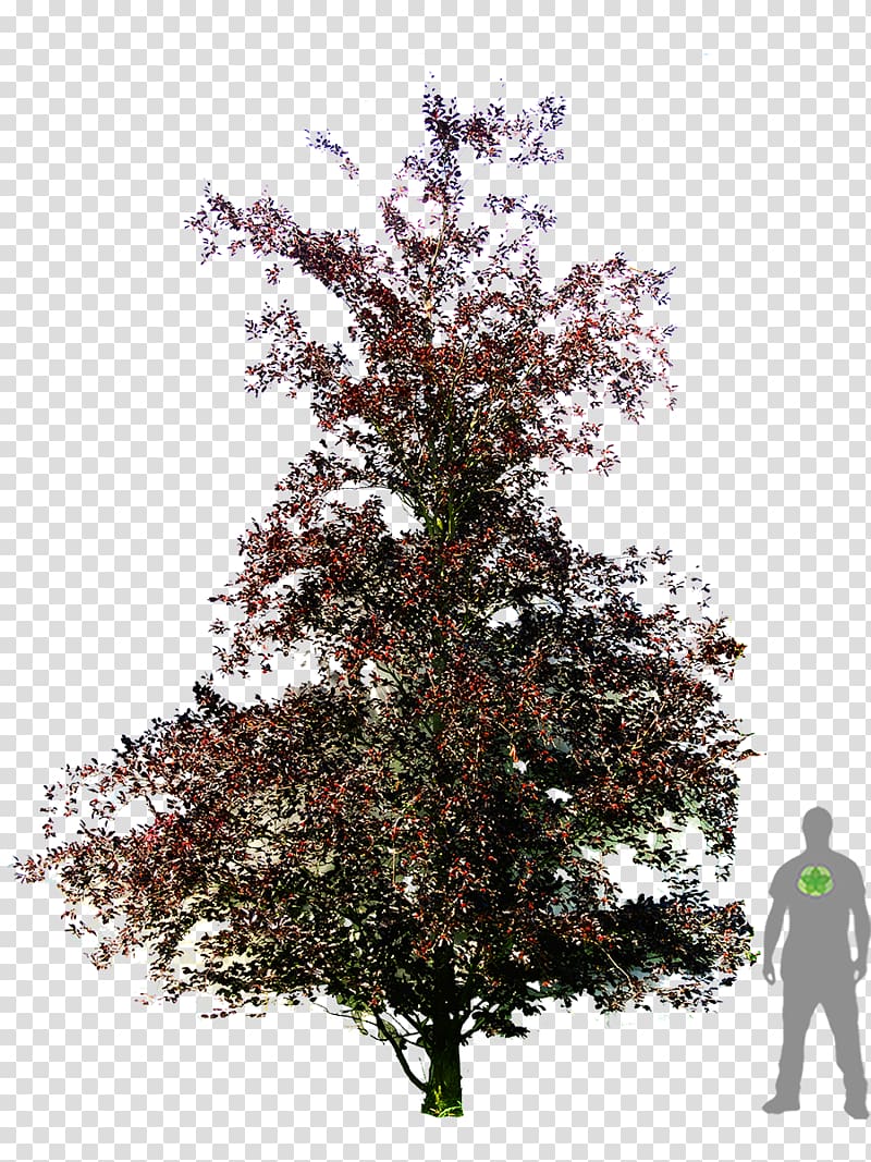 Copper beech Weeping beech American beech Dawyck Botanic Garden Tree, tree transparent background PNG clipart