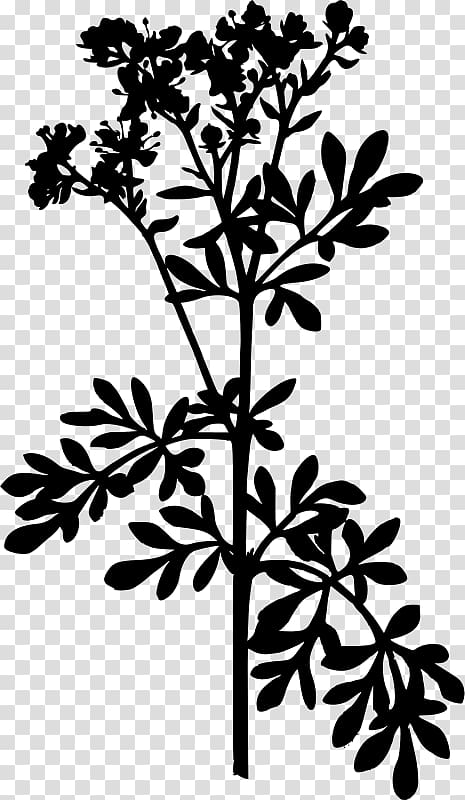 Common rue Herb Medicinal plants Food, plant transparent background PNG clipart