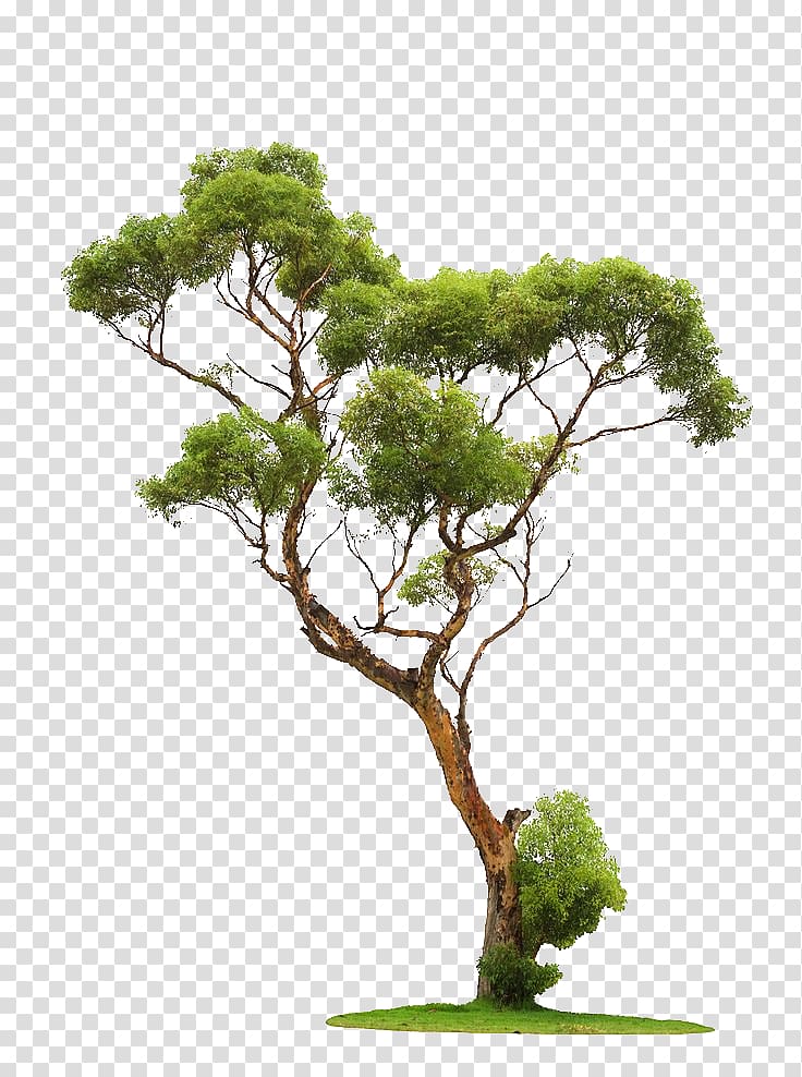 trees transparent background PNG clipart