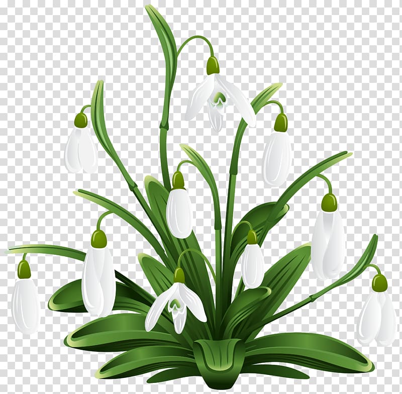 white and green flowers , Snowdrop , Snowdrops transparent background PNG clipart