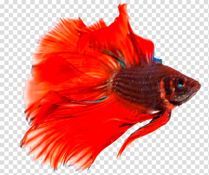red betta fish, Siamese fighting fish Breed, Betta Background transparent background PNG clipart