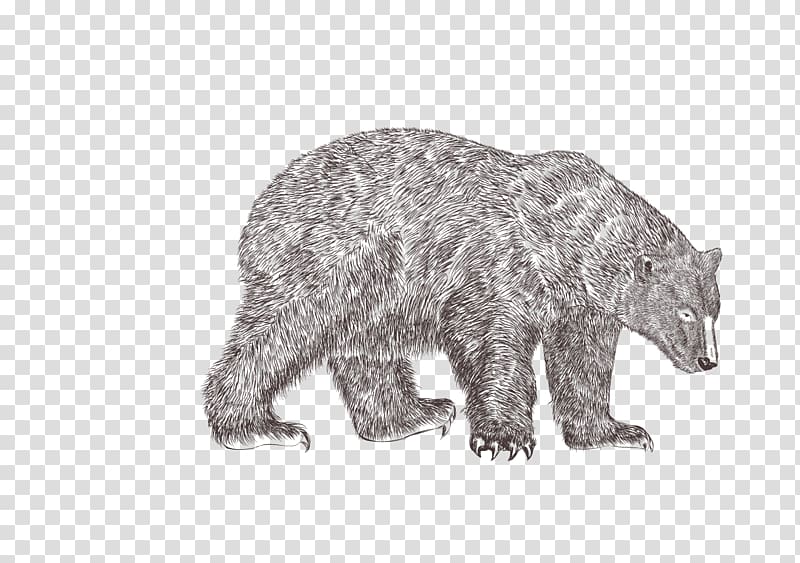 Grizzly bear Animal Illustration, Hand-painted bear transparent background PNG clipart