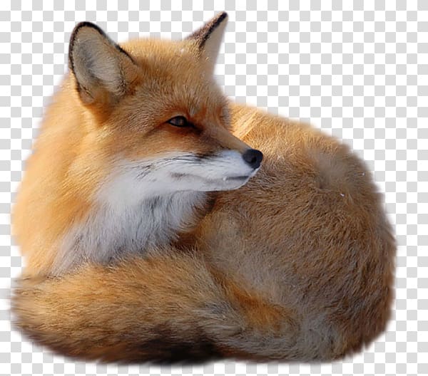 Red fox, Fox transparent background PNG clipart