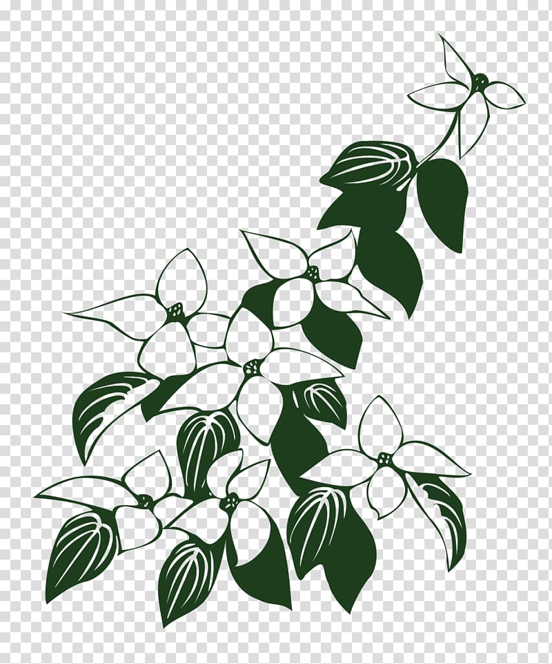 Flowering dogwood Kousa dogwood Drawing graphics , flower transparent background PNG clipart