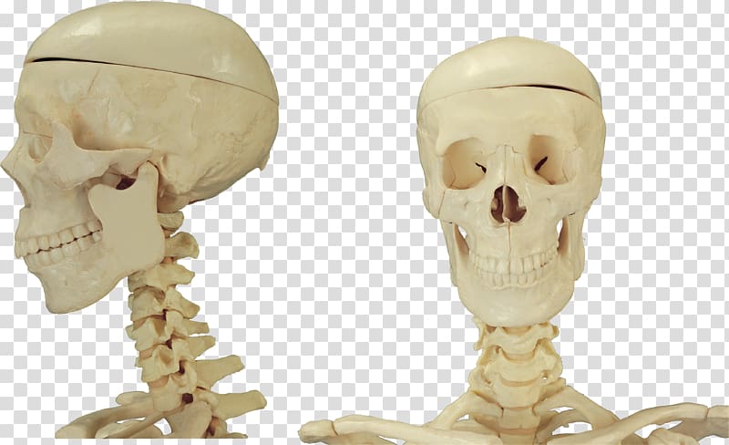 Skull Bone Skeleton Homo sapiens, skull transparent background PNG clipart