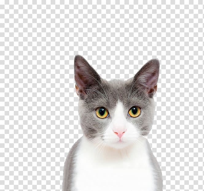 cat face transparent background