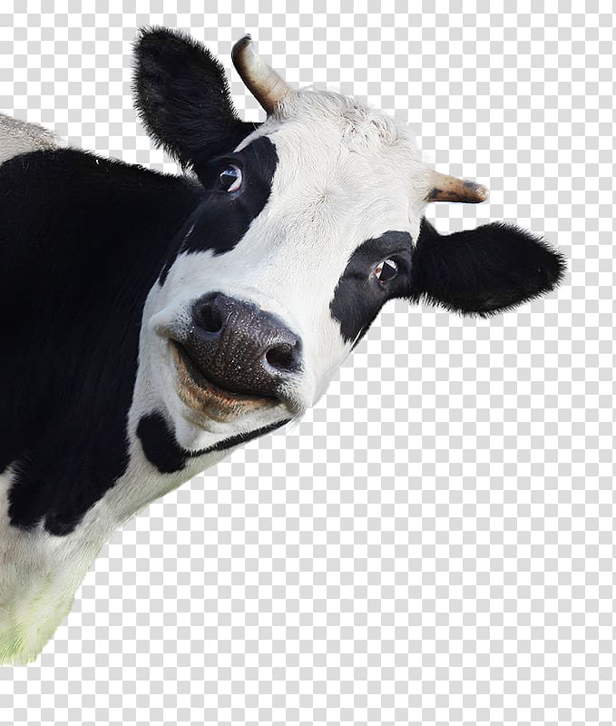 Cattle Dog Animal , Dog transparent background PNG clipart