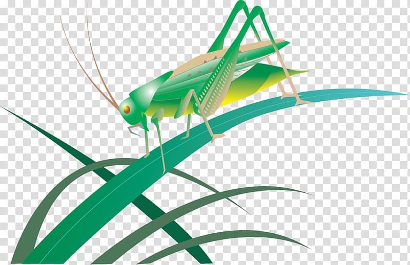 Insect Grasshopper Great green bush-cricket Bush crickets, insect transparent background PNG clipart
