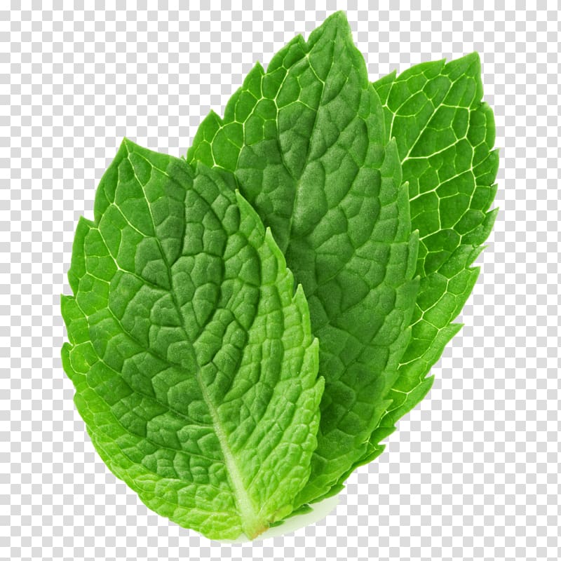 Peppermint Mentha spicata Mentha arvensis Herb, others transparent background PNG clipart