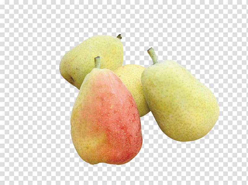 Pyrus nivalis Pyrus xd7 bretschneideri Amygdaloideae Fruit, Delicious pears transparent background PNG clipart