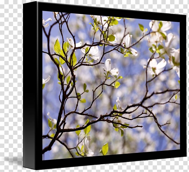 Gallery wrap Flowering dogwood Frames ST.AU.150 MIN.V.UNC.NR AD Art, dogwood flower transparent background PNG clipart