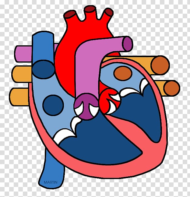 Heart Anatomy Organ , Structure transparent background PNG clipart
