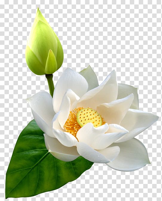 white lotus flower illustration, Ittar , Lotus transparent background PNG clipart
