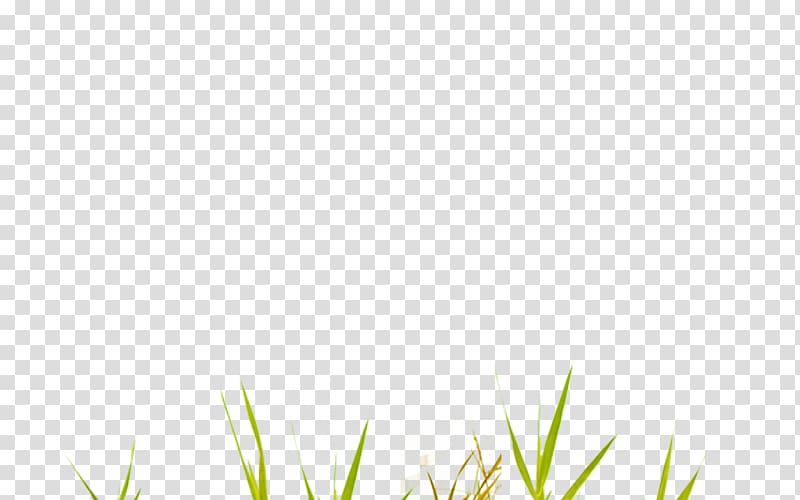 Area Pattern, Creative green grass transparent background PNG clipart