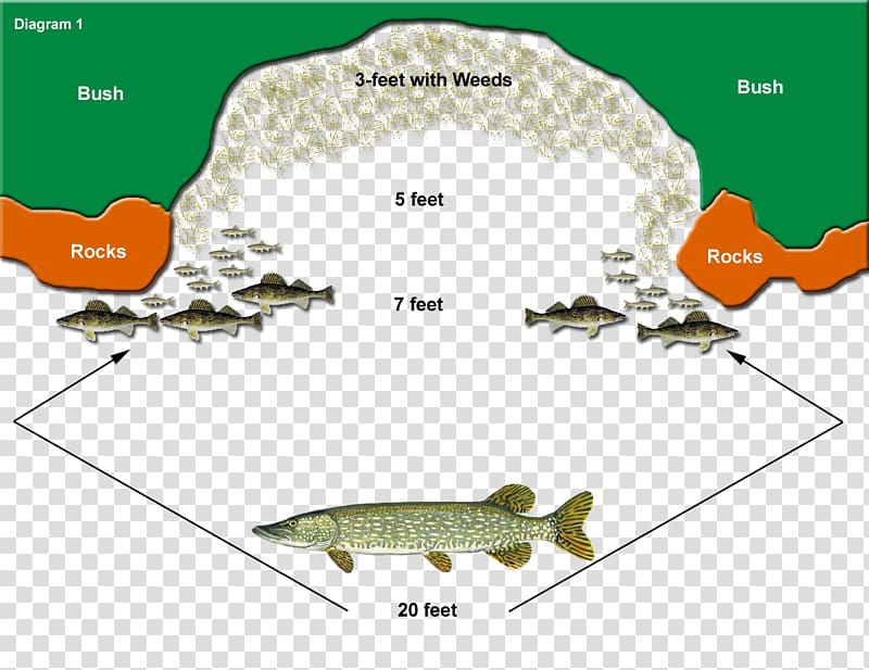 Northern pike Muskellunge Fishing Baits & Lures Fishing tackle, fishing baits transparent background PNG clipart