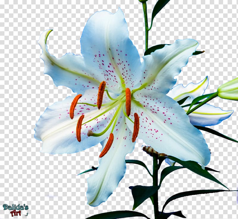 Tiger lily Flower Lily 'Stargazer' Daylily Golden-rayed lily, flower transparent background PNG clipart