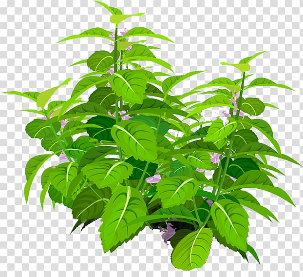 Leaf Flowerpot Tree Herb, plant transparent background PNG clipart