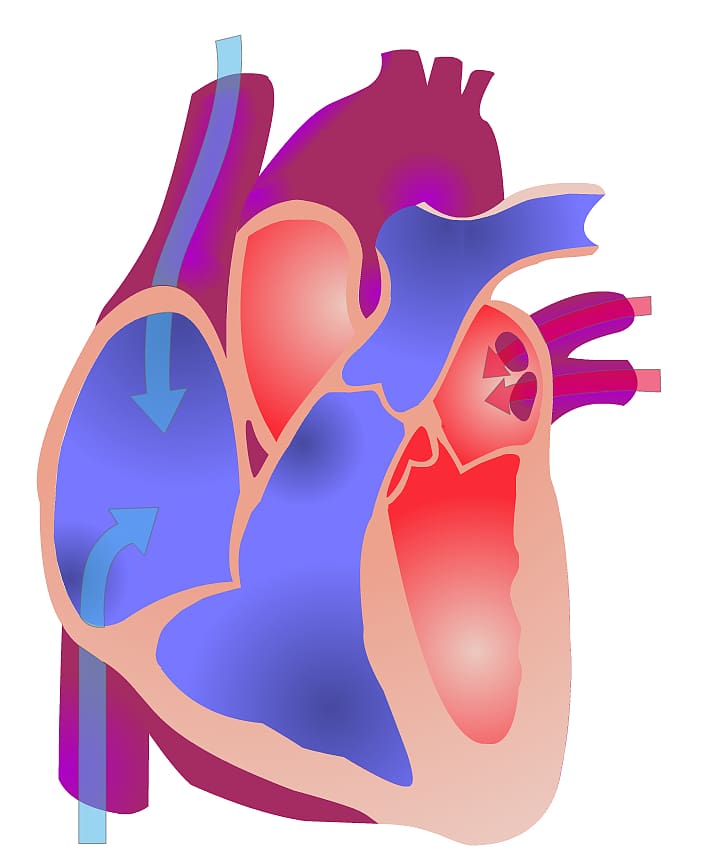 Electrical conduction system of the heart Animation Anatomy Cardiac cycle, Nursing transparent background PNG clipart