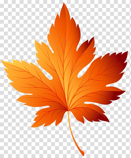 Autumn leaf color , the autumn harvest transparent background PNG clipart
