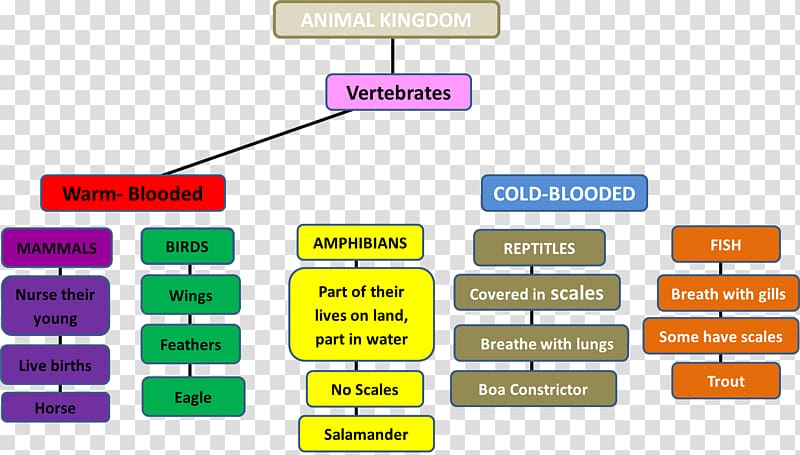 Concept map Invertebrate Animal, map transparent background PNG clipart