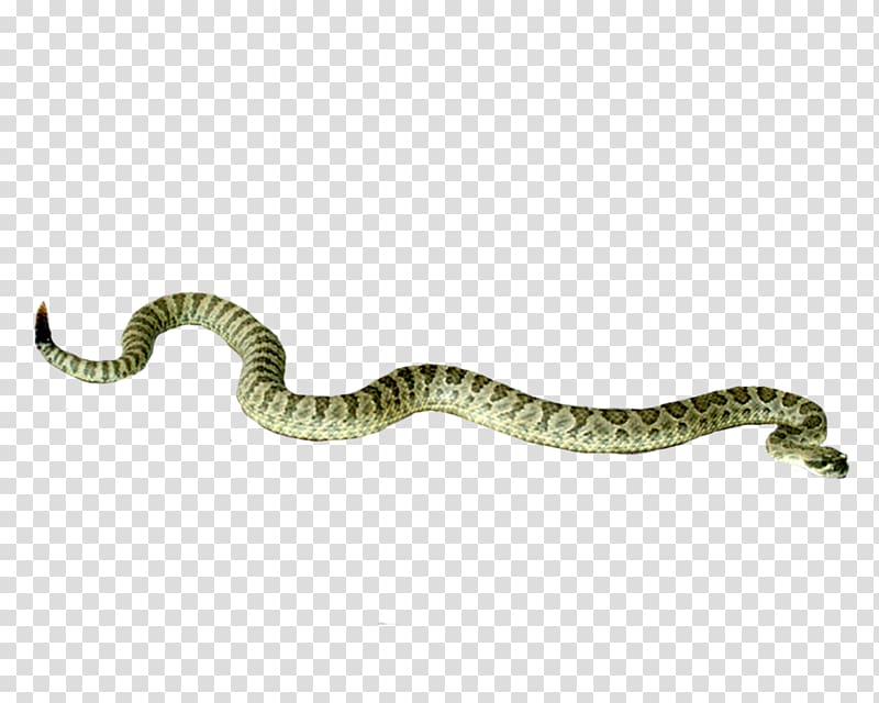 Rattlesnake , A silver ring snake transparent background PNG clipart