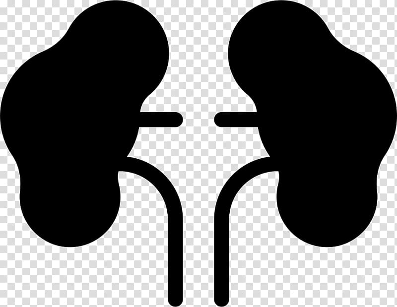 Human body Excretory system Kidney Organ Urine, heart transparent background PNG clipart
