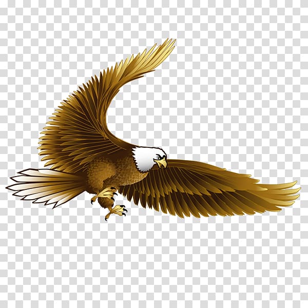 Bird Bald Eagle Hawk, Pushup transparent background PNG clipart