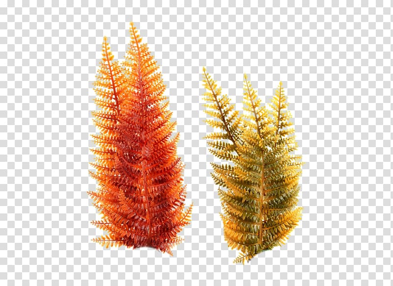 two brown and red leaves, Aquatic Plants Seaweed Underwater, sea transparent background PNG clipart