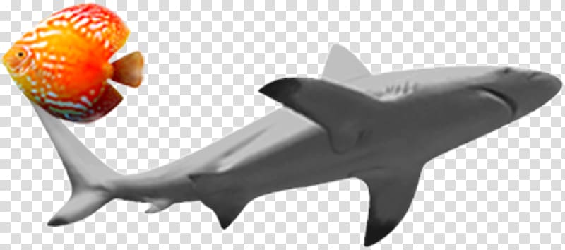 Shark Fish , shark transparent background PNG clipart