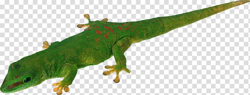 Lizard transparent background PNG clipart