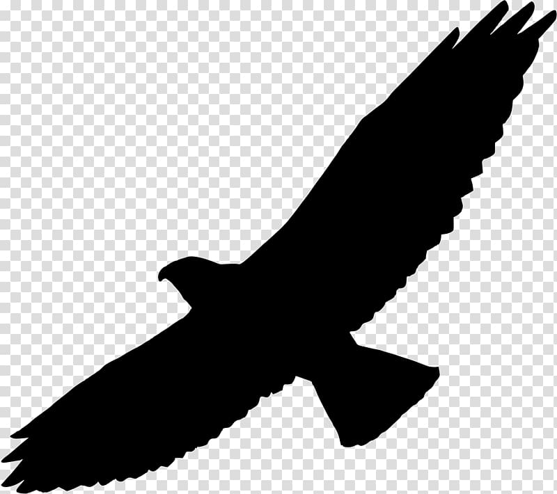 Bird of prey Bald Eagle Hawk , Hawk transparent background PNG clipart