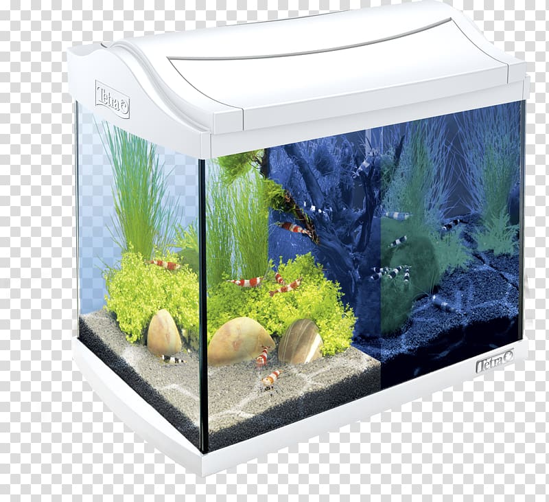 Aquarium Filters Tetra Pet Shop Live rock, aquarium decoration transparent background PNG clipart
