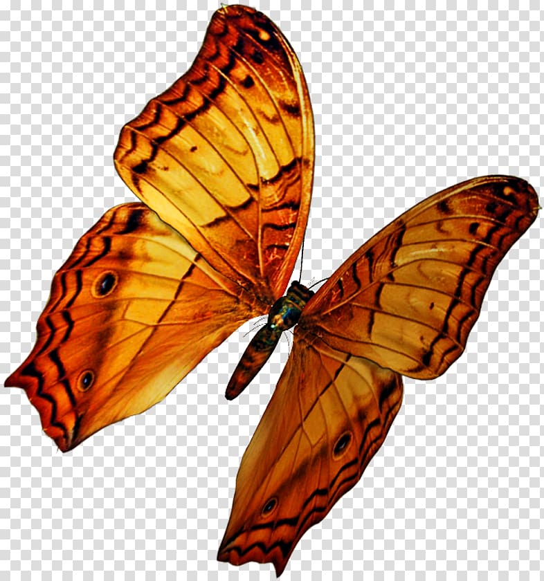 Monarch butterfly PicsArt Studio Editing Moth, butterfly transparent background PNG clipart