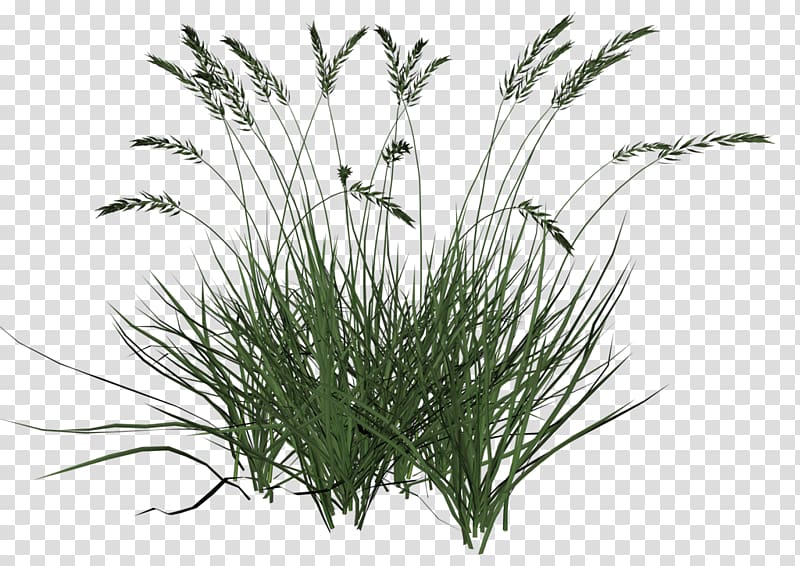 green grass on blue background, Ornamental grass Grasses Lawn , ornamental transparent background PNG clipart