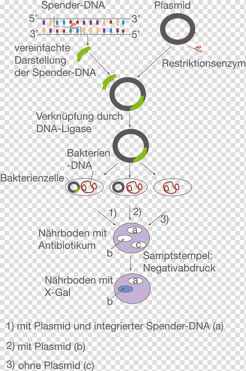 Plasmid Molecular cloning Restriction enzyme E. coli Genetic engineering, Plasmid transparent background PNG clipart