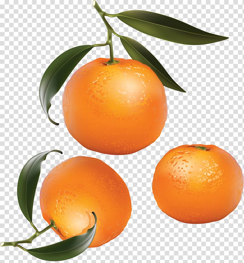 Mandarin orange Tangerine Citrus × sinensis , orange transparent background PNG clipart