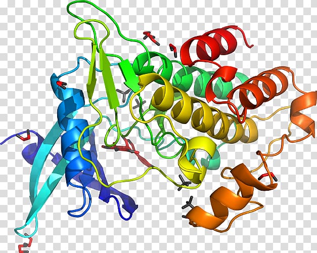 MAP3K7 Mitogen-activated protein kinase kinase Enzyme, others transparent background PNG clipart