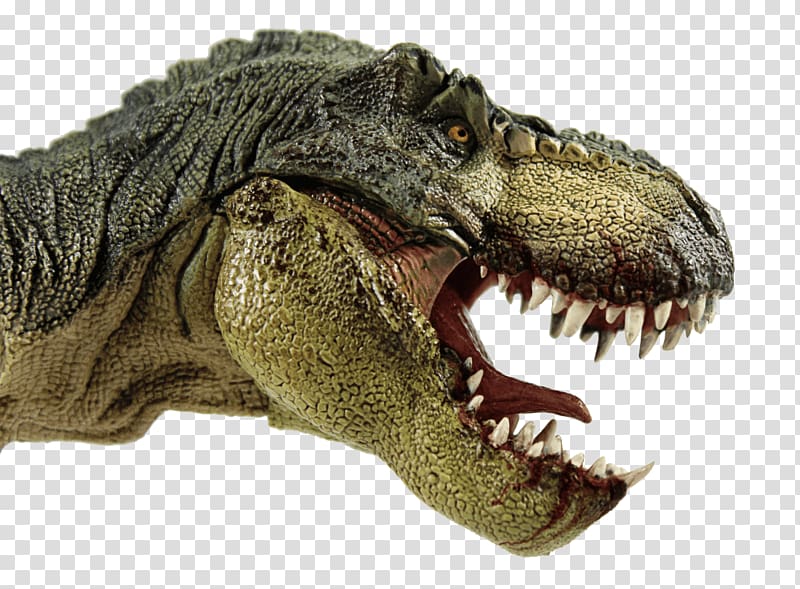 Tyrannosaurus Albertosaurus Dinosaur Pachycephalosaurus Reptile, dinosaur transparent background PNG clipart