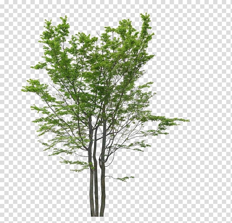 jujube saplings transparent background PNG clipart