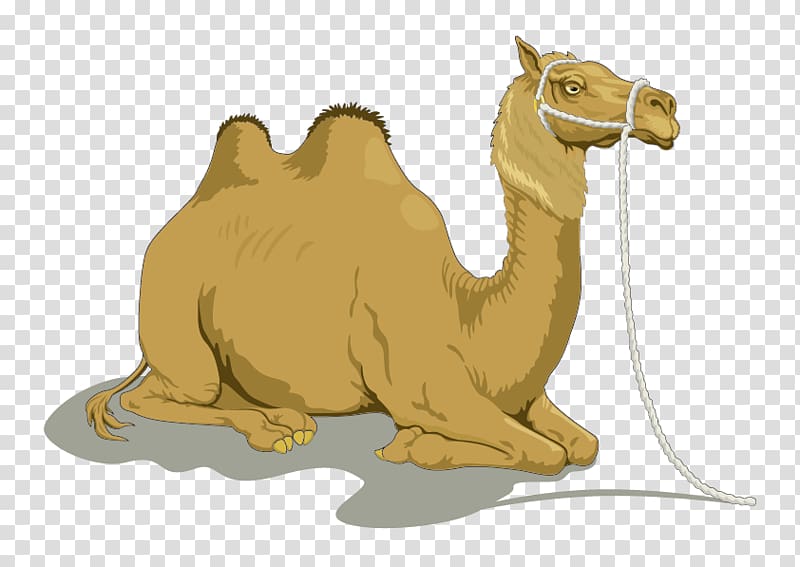 brown camel illustration, Dromedary Bactrian camel , Camel transparent background PNG clipart
