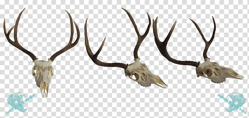White-tailed deer Elk Mule deer Antler, deer transparent background PNG clipart