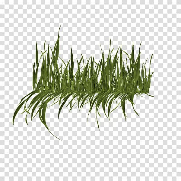 , Grass Group transparent background PNG clipart