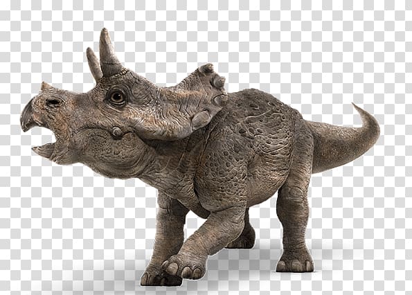 Baby Triceratops Tyrannosaurus Jurassic Park Dinosaur, Baby Dinosaur transparent background PNG clipart