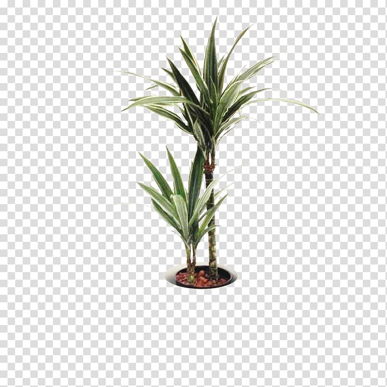 Dragon tree Dracaena fragrans Houseplant Arecaceae Flowerpot, plant transparent background PNG clipart