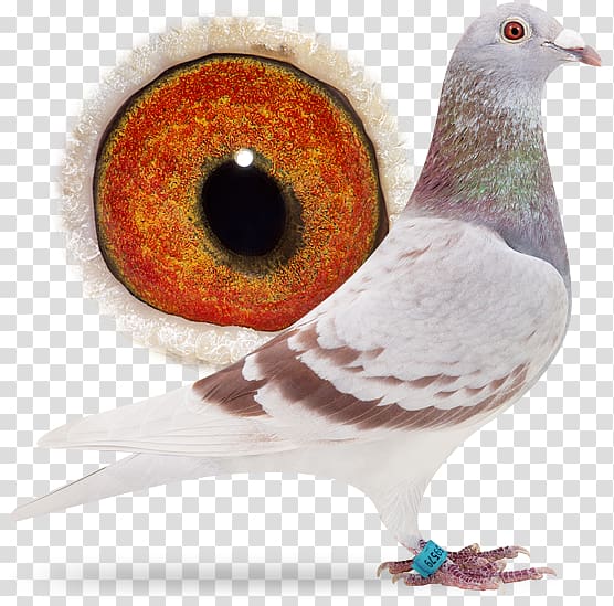 Columbidae Homing pigeon Island Delta Netherlands .com, Sangers Pigeons Bv transparent background PNG clipart