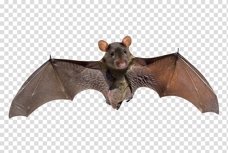 Little brown bat Big brown bat Microbat Kitti\'s hog-nosed bat, others transparent background PNG clipart