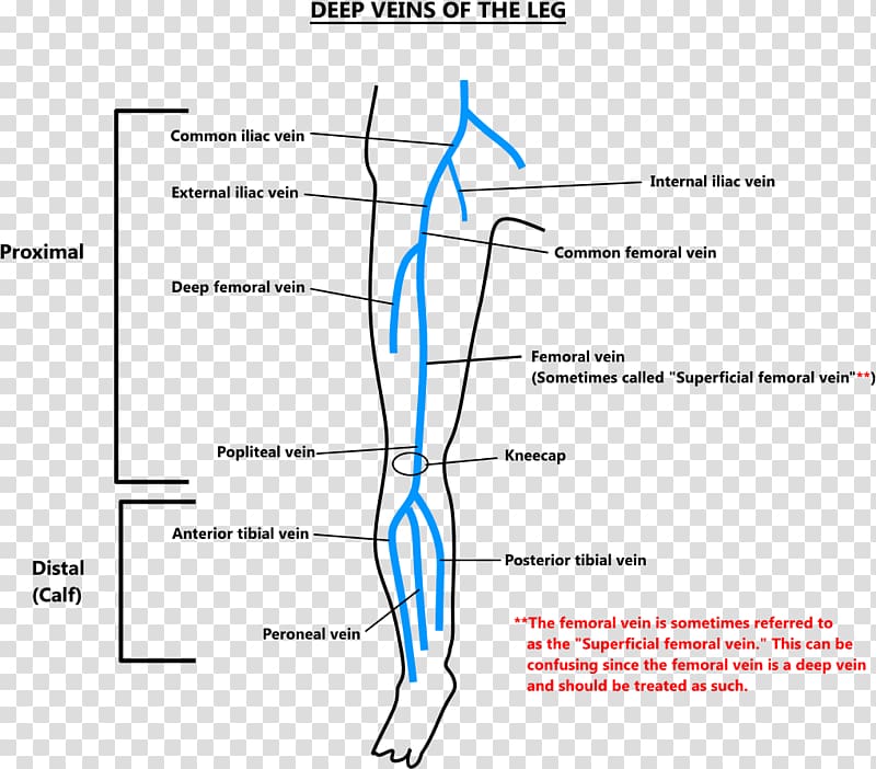 Deep Vein Thrombosis Anatomical Chart