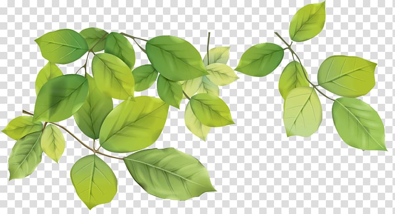 Green , olimpiadas transparent background PNG clipart